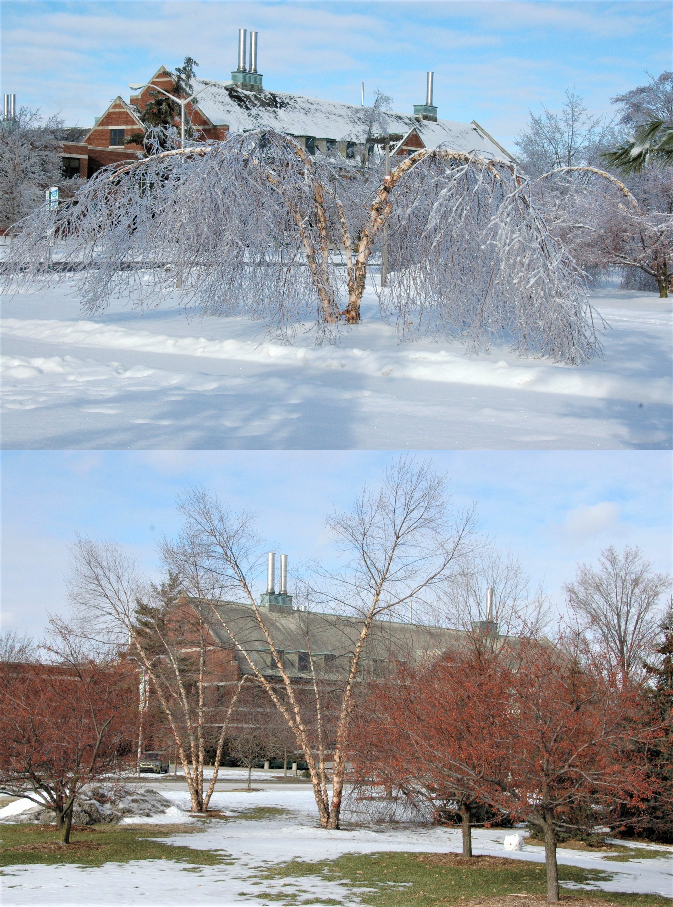 Tree with snow and ice all over it, same tree with no snow or ice on it.